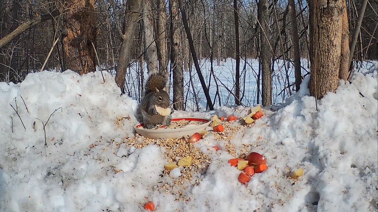 Olive's Critter Cam - Sunday Buffet