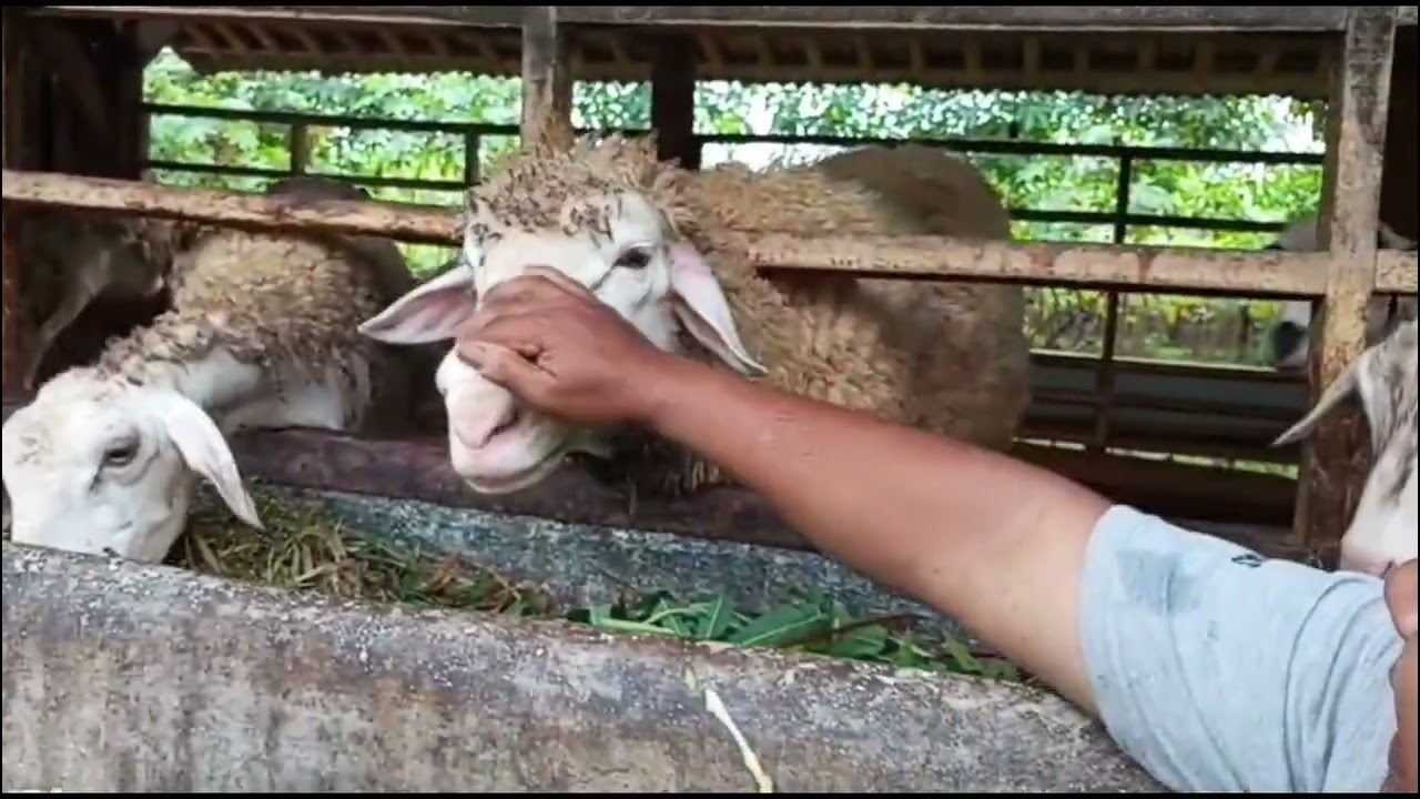Peternakan Domba Dengan Pola INTEGRITAS FARMING