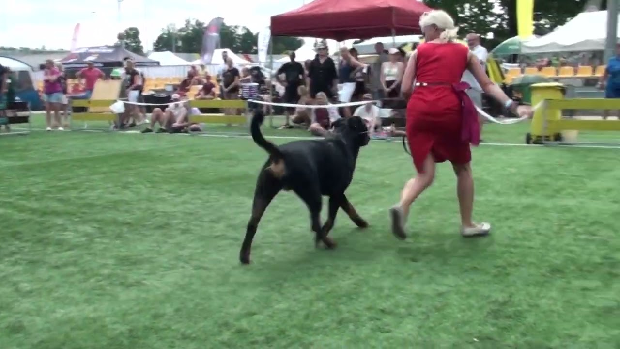 Rottweiler - CACIB Białystok 2023