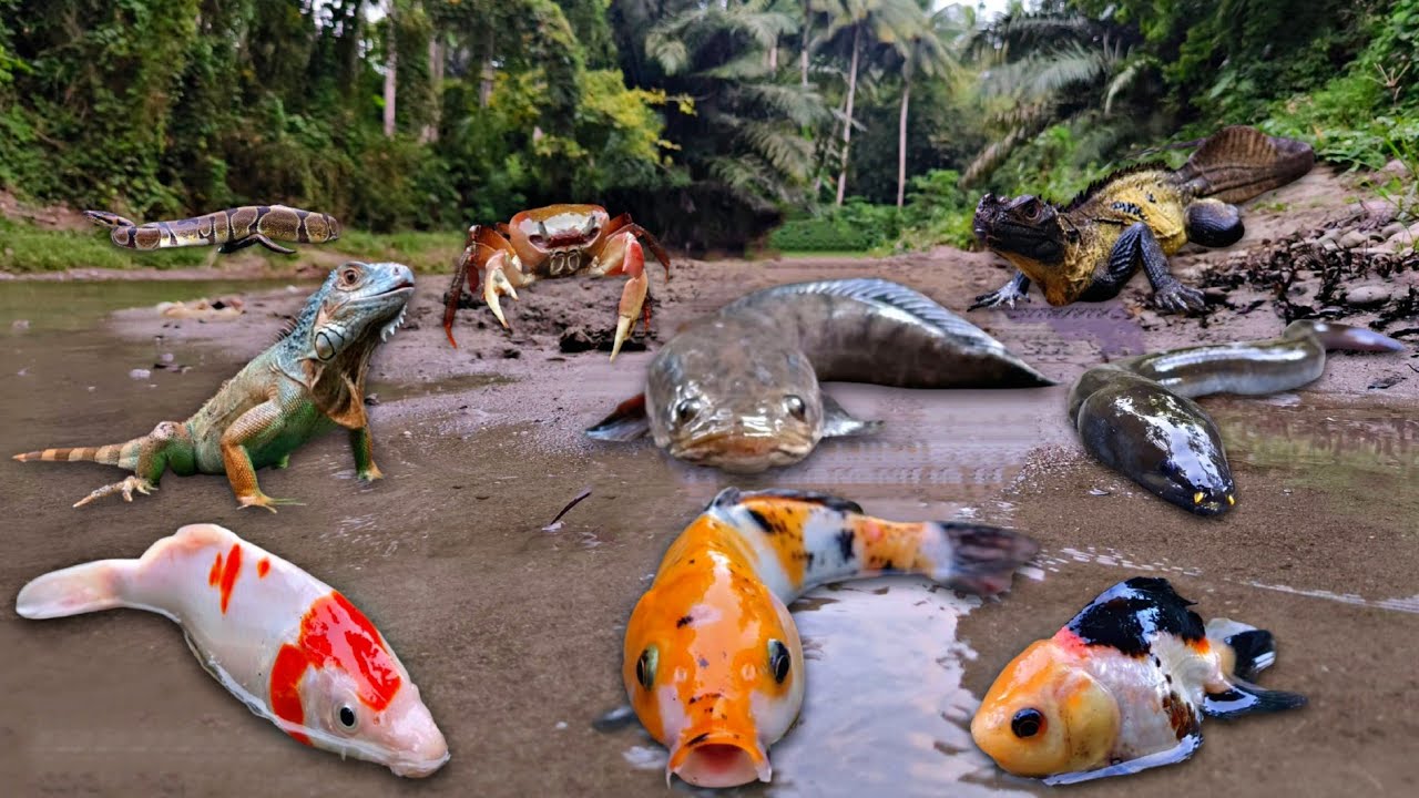 Wadidaw! Finding Snakehead Fish, Goldfish, Koi Fish, Eel Fish, Snake, Iguana, Crab, Hidrosaurus