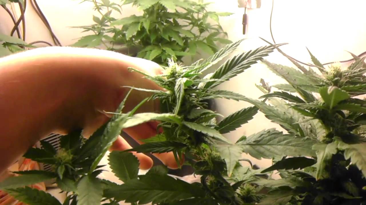 Flower day 18