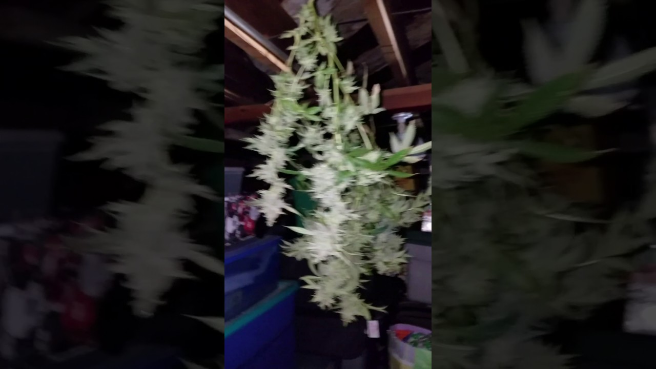 What's up Pedro's grow room same dryim waa #as u o belive