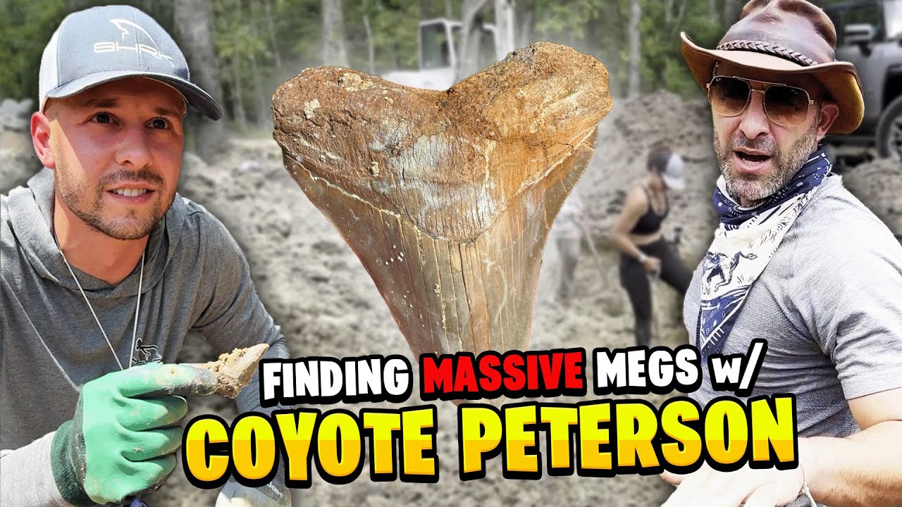 Finding Megalodon Shark Teeth w/ Coyote Peterson!