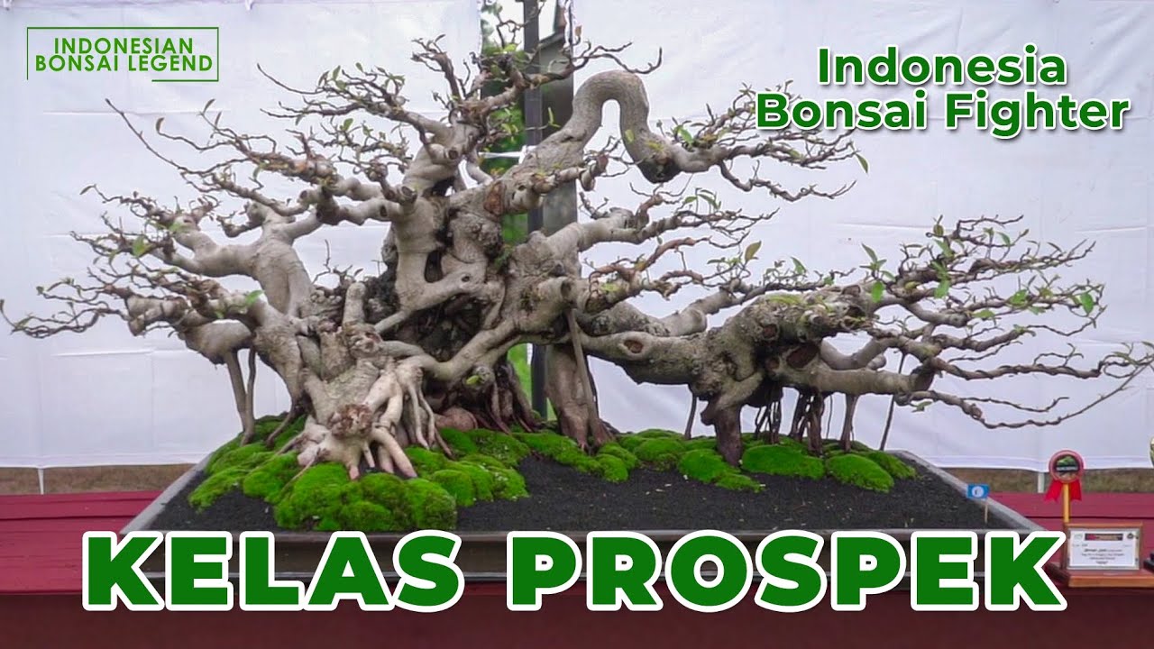 KELAS PROSPEK PAMNAS BONSAI IBF2 JEPARA 2022 (INDONESIA BONSAI FIGHTER)