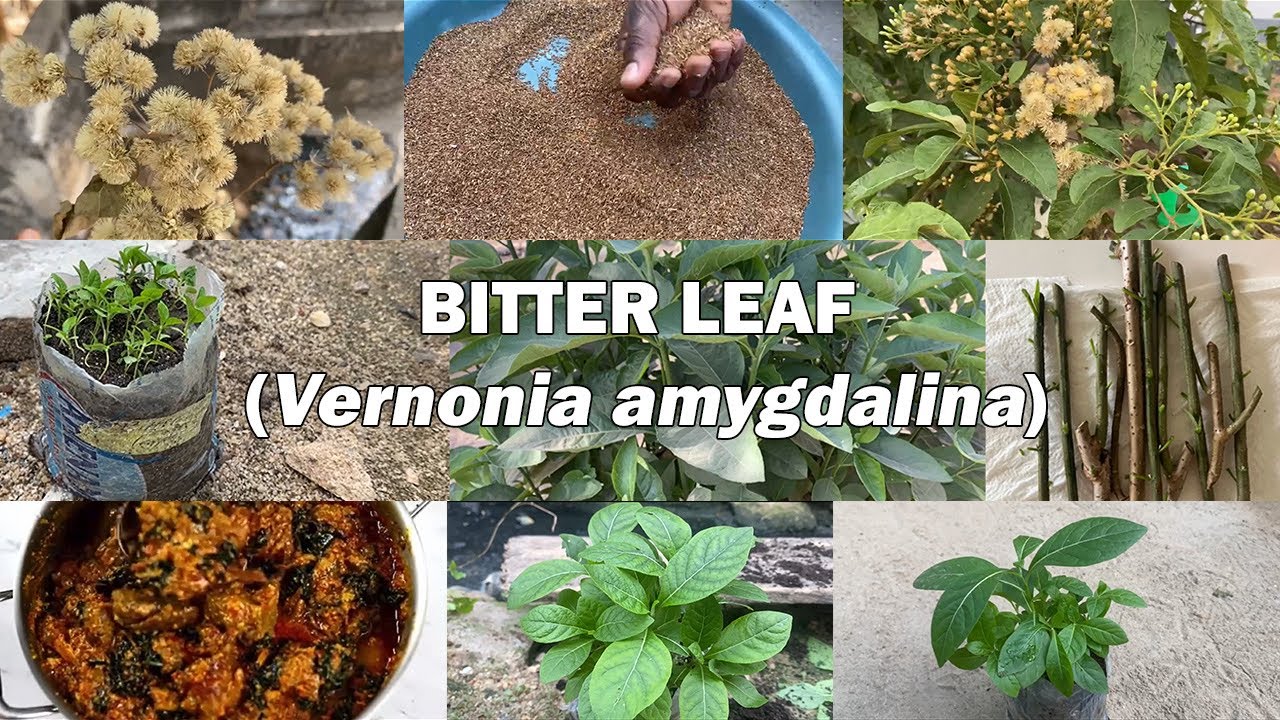 How to Grow Bitter Leaf from Seeds & Its Powerful Health Benefits