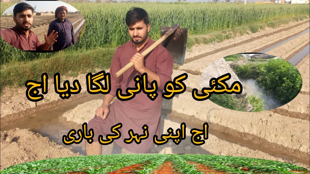 Shafaqat vlogr اج مکئی کو پانی لگا دیا 20 دن کی ہوگئی ہے