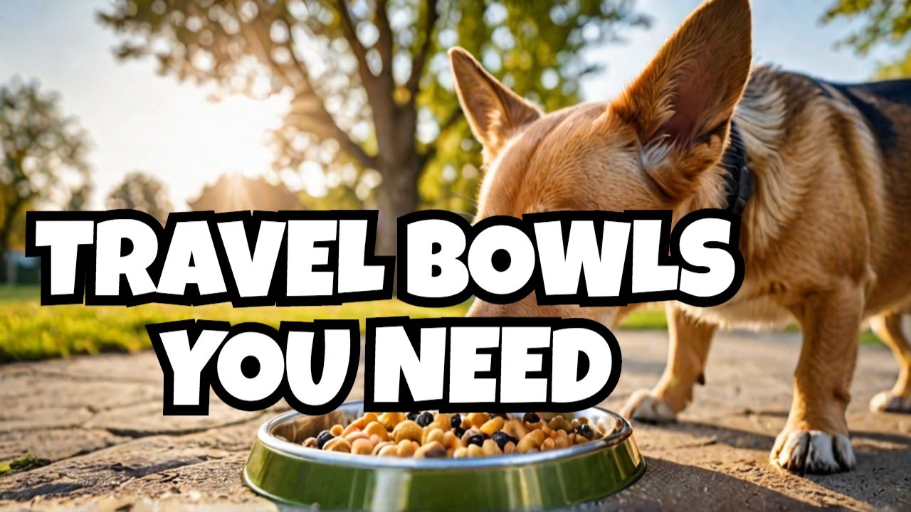 The Best Travel Bowls For Your Dog