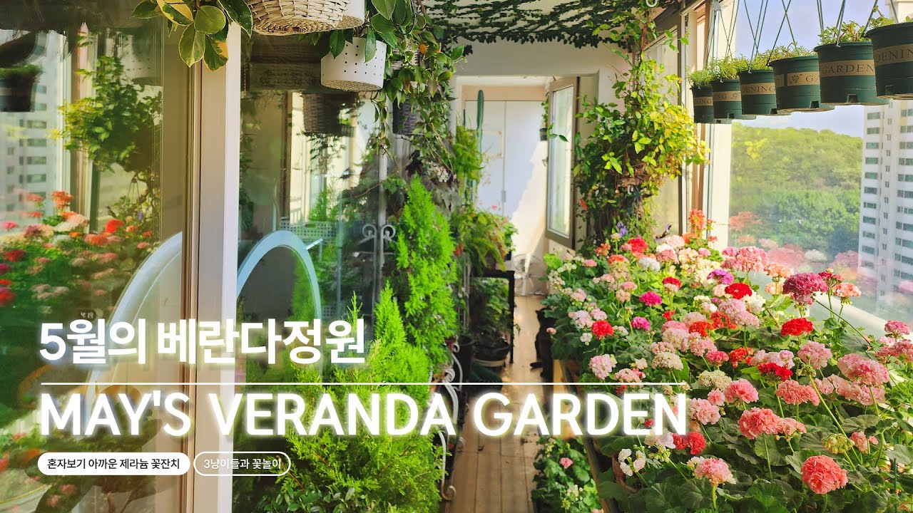 5월의 베란다정원/ 혼자보기 아까운 제라늄 꽃잔치 / 3냥이들과 꽃놀이