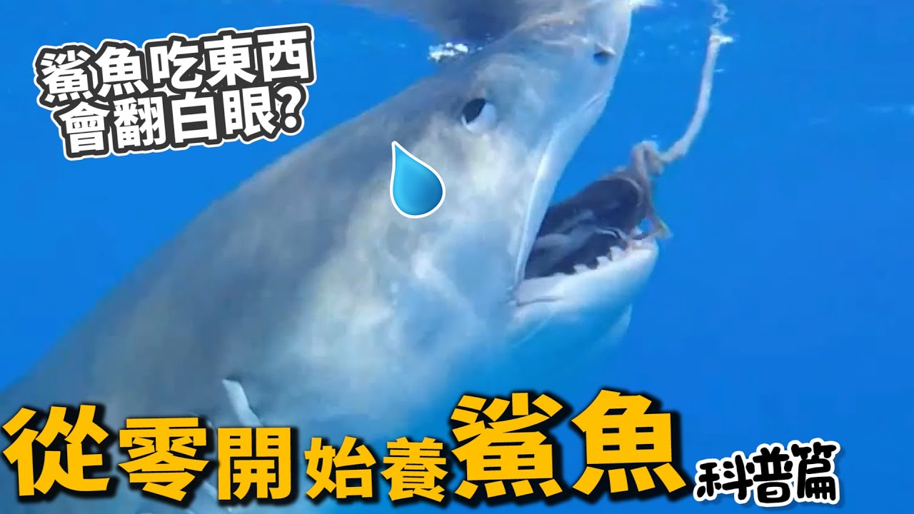 【從零開始養】鯊魚(科普篇)!原來可以飼養?吃人怕人?【許伯簡芝】