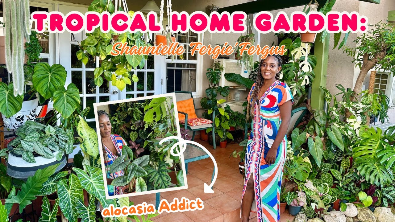 TROPICAL HOME GARDEN IN BARBADOS: alocasias , anthuriums , calatheas and a green wall!