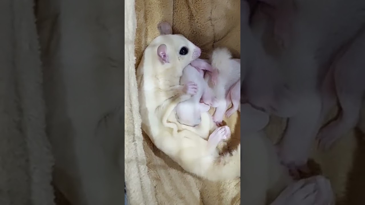 I Think It's Hurt.... #shorts #short #shortvideo #shortsyoutube #sugarglider