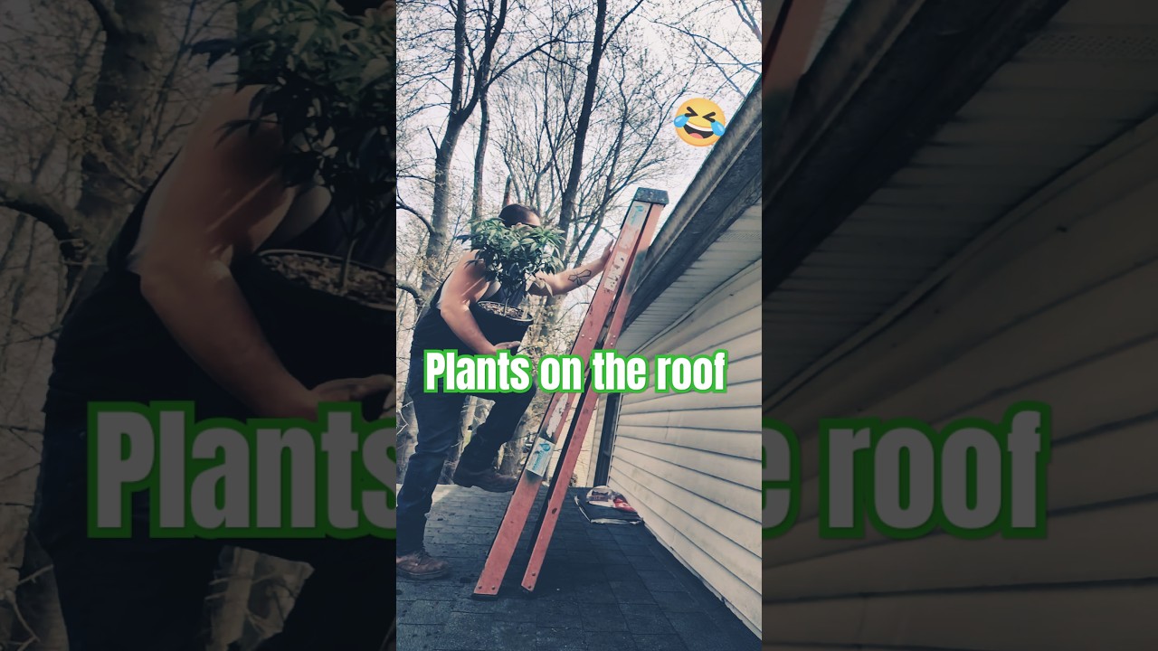 Insane Indoor Grower Gets A Crazy Idea😱 Cannabis On The Rooftop Will Grow FAST! #cbd  #rocknroll