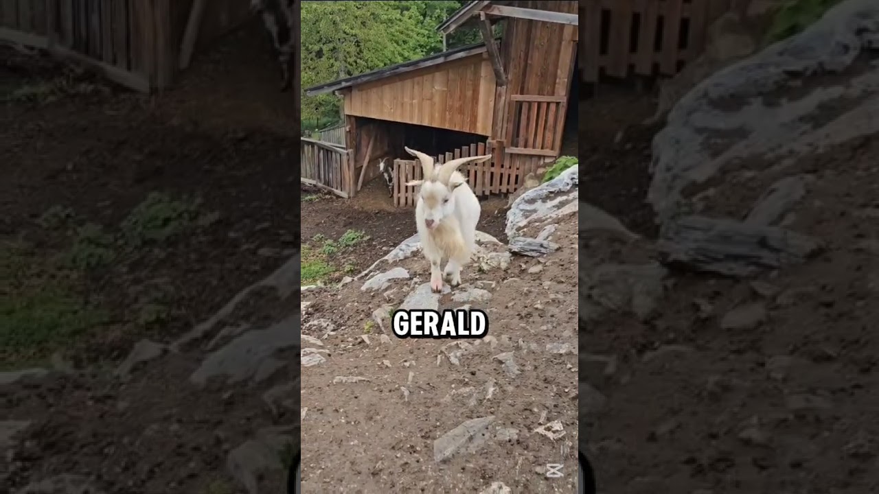Ziegenbock Gerald im Waldpark Hochreiter auf der Teichalm (Steiermark)