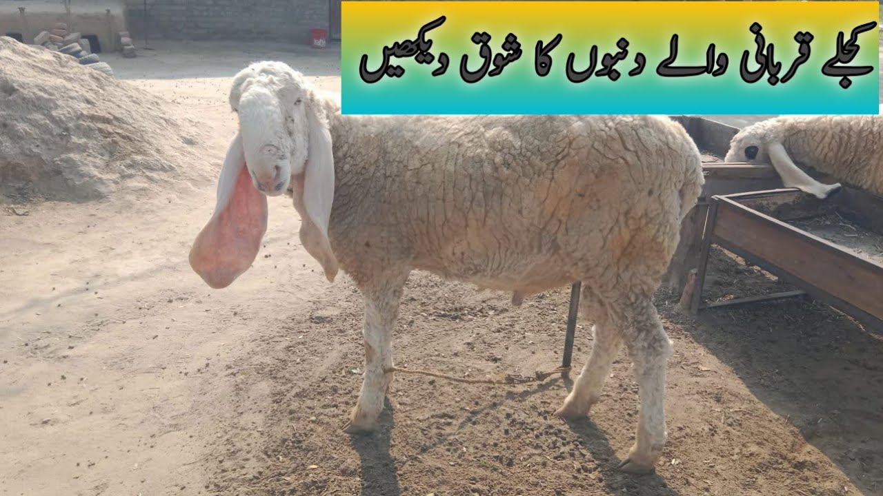 MashAllah buhat hi Kamal k kajla ki bheron ka shooq kren