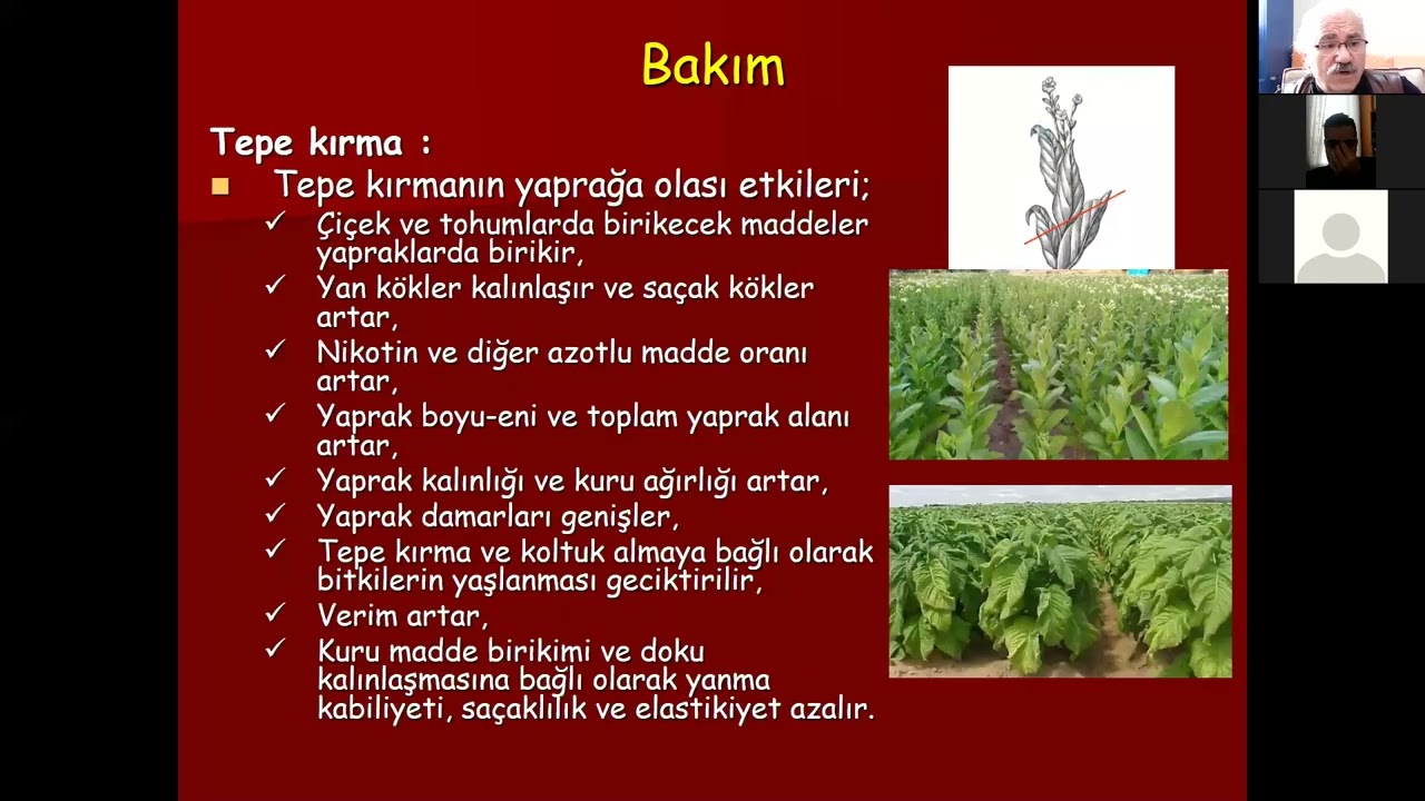 Tütünde dikim sonrası yapılan bakım işleri