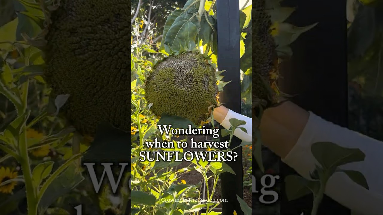 Harvest Sunflower Seeds at the Right Time &mdash; Here&rsquo;s How