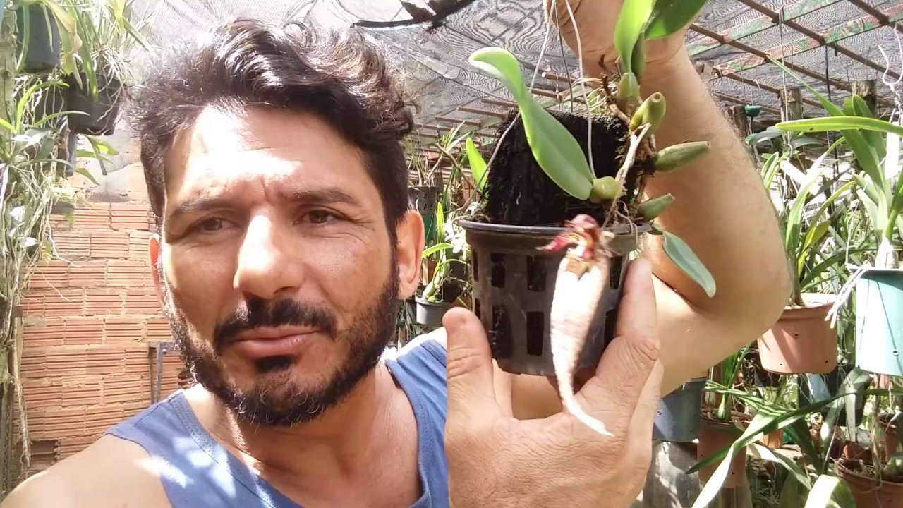 Orquídea Anacheilium aemulum