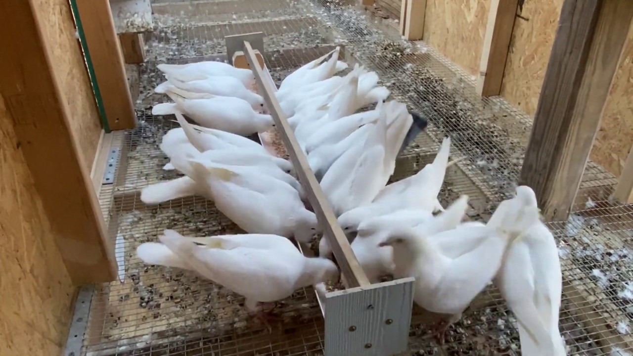 Racing pigeons, Pigeon racing training (morning) routine
