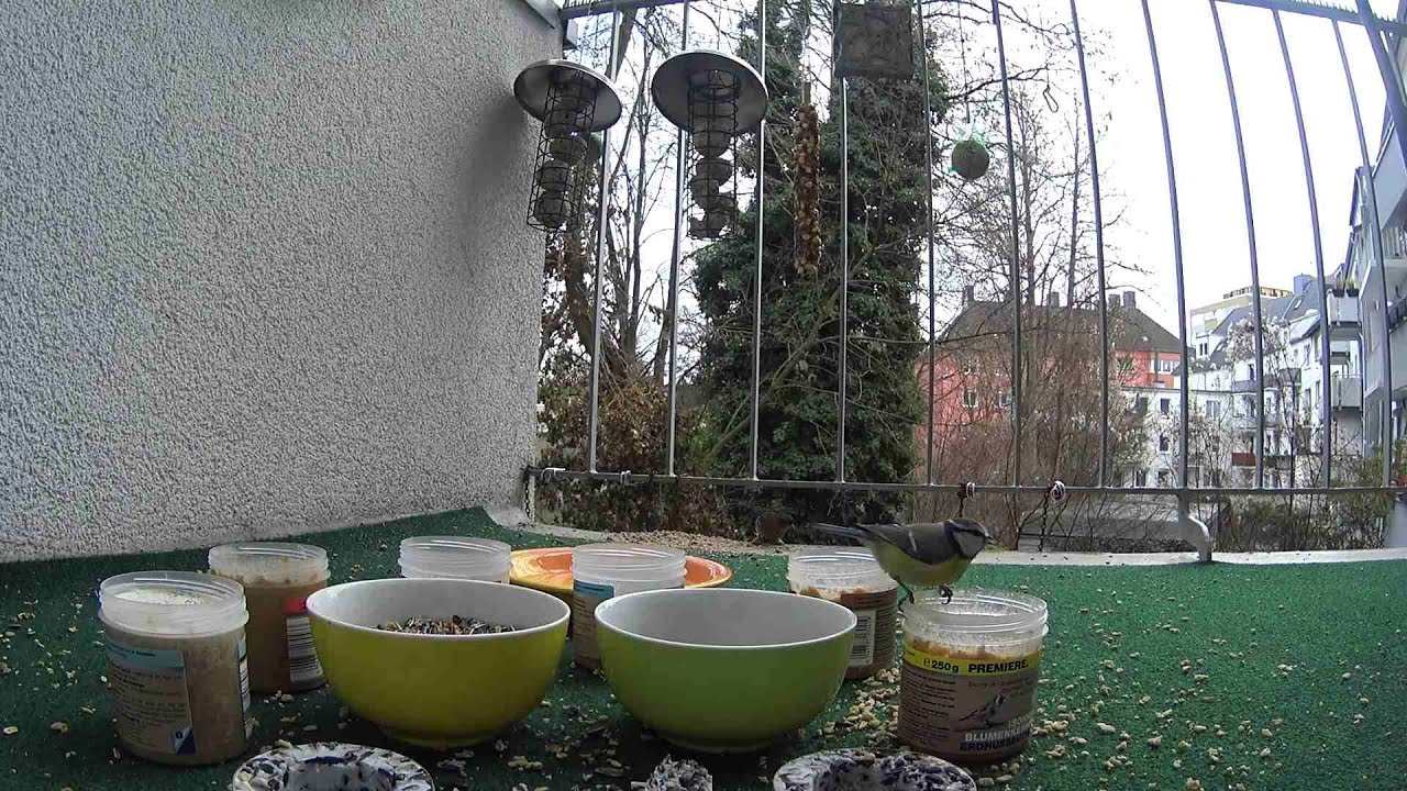 Kohlmeisen treffen Buchfink und Rotkehlchen