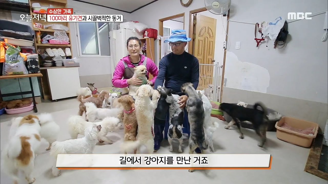 [생방송 오늘 저녁] 100마리 유기견과 시끌벅적한 동거 20200622