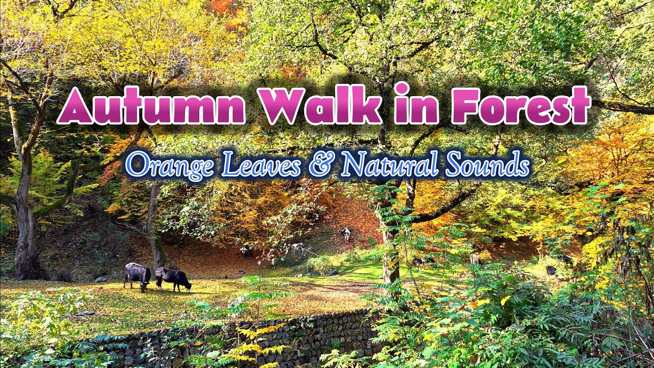 A Rain-Kissed Autumn Drive & Forest Walk 🍁Through Fall Colors