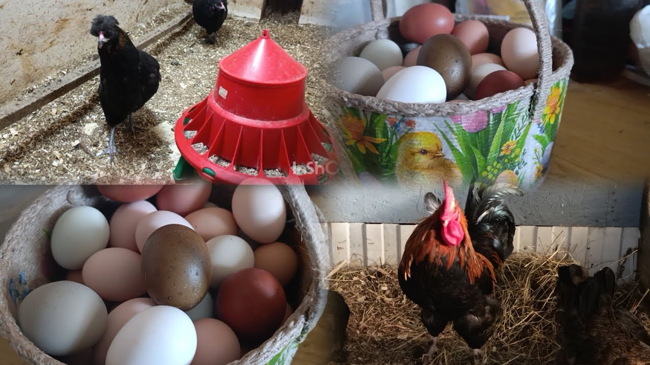 Осталось две молодки 🐔🫢😊