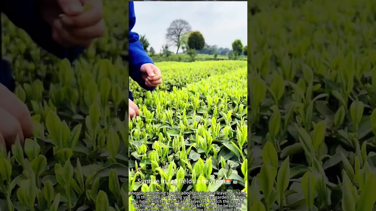 Pick Fresh Tea Leaves: Satisfying Harvest! 🍃🌿