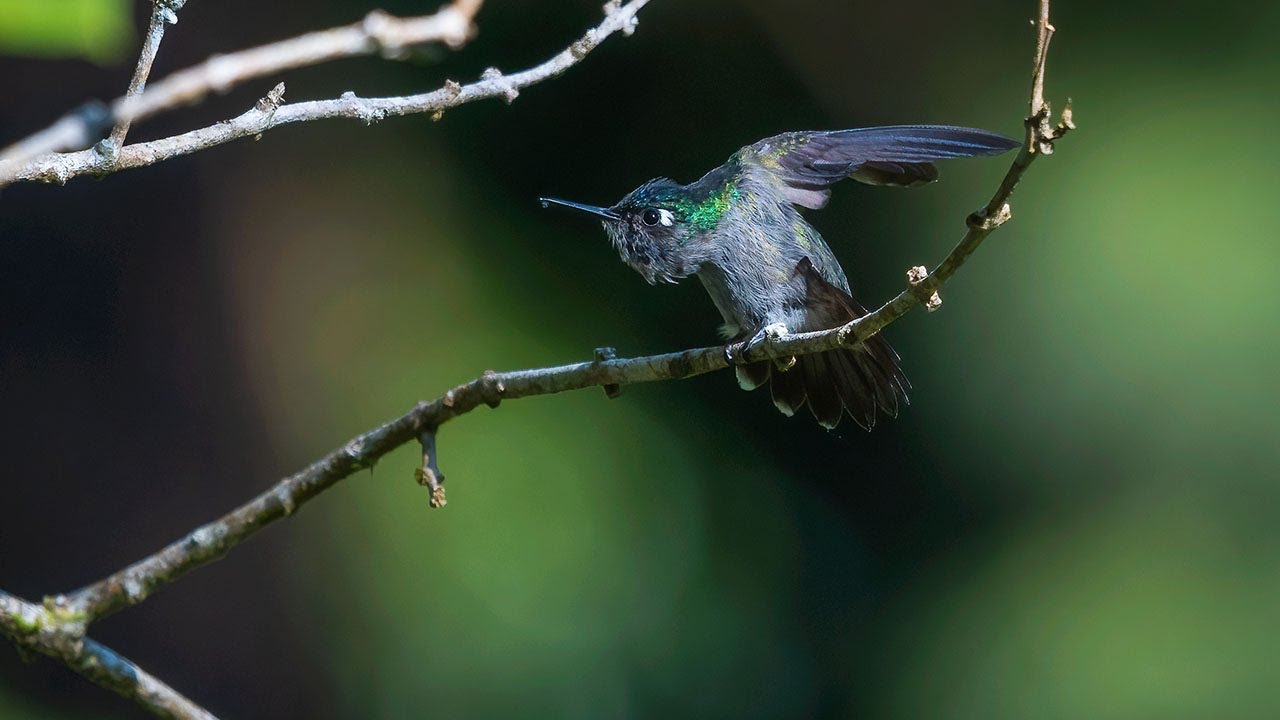 Costa Rica Birding Trip 2022