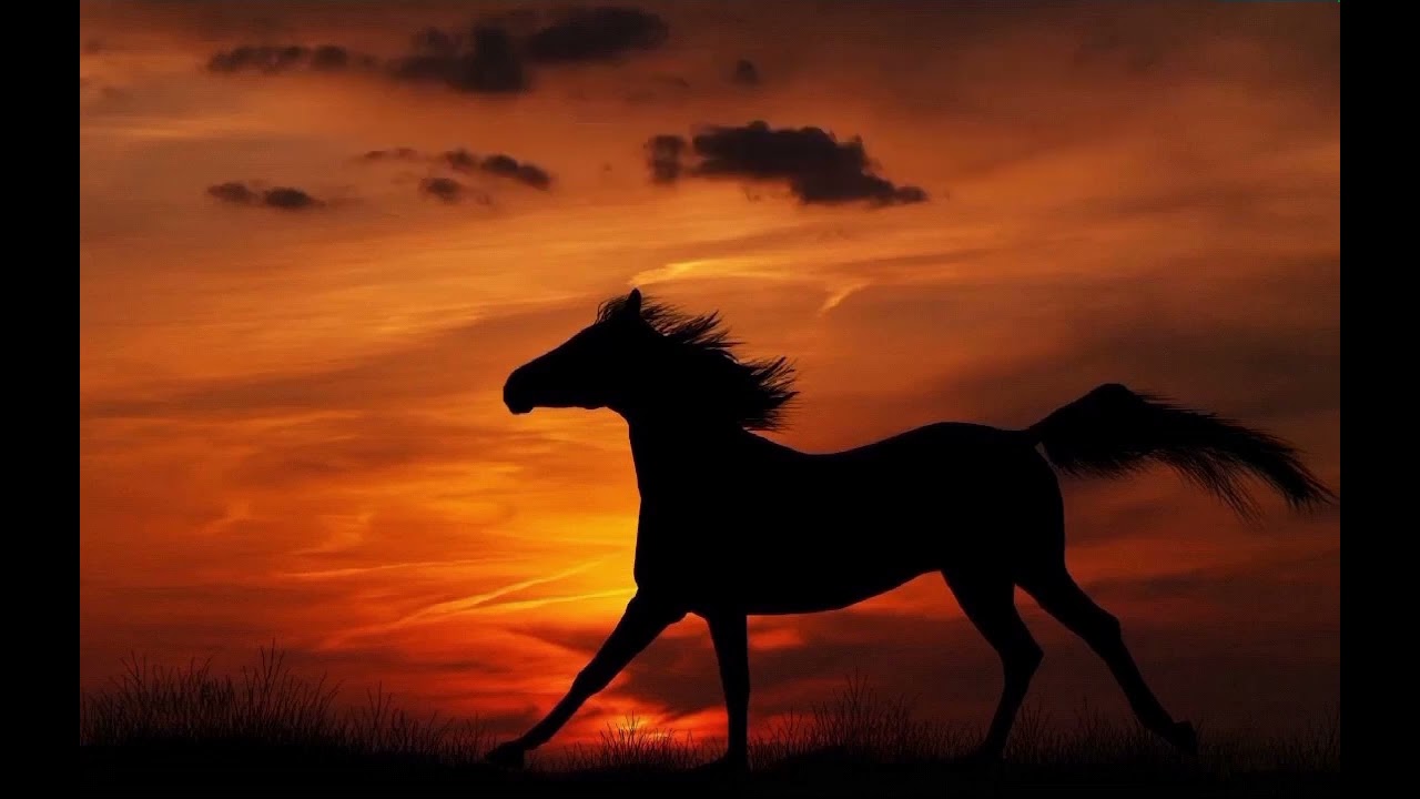 نشيد كيف هذا الطفل جاء (شيماء تبكي) انشاد ابو أسيد