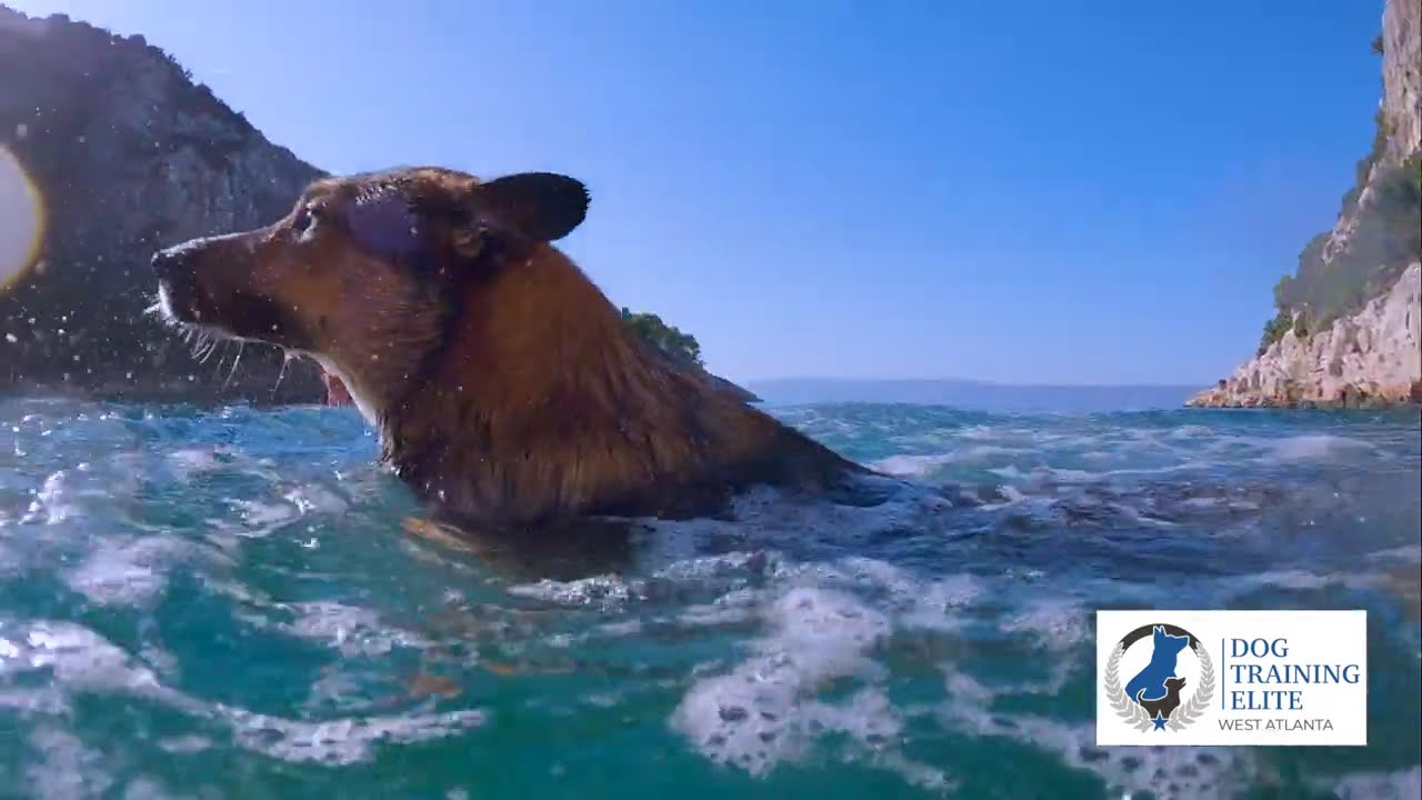 Watch This When Youre Stressed Dogs by the Water