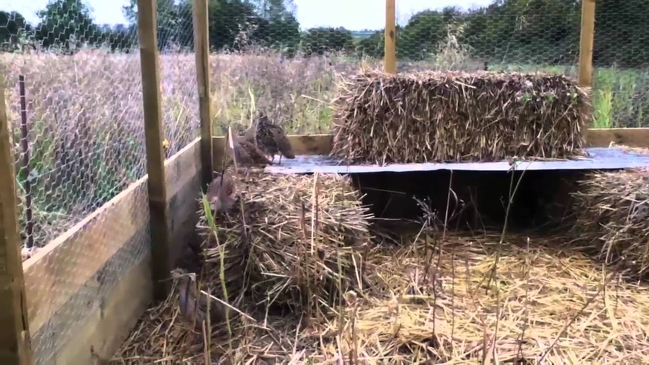 Grey partridge