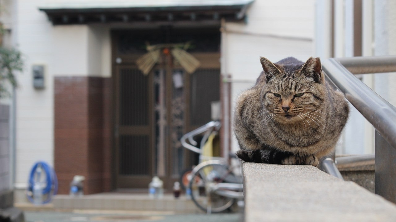 福岡 相島 猫島でネコたちに会ってきた