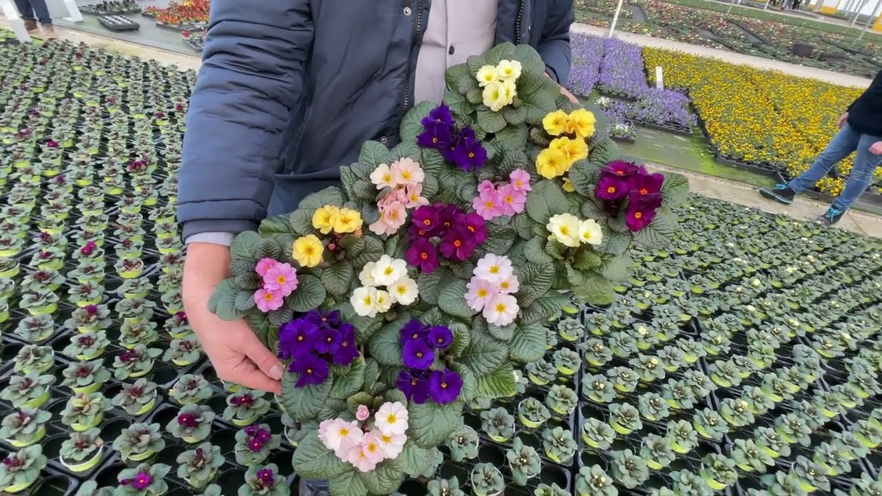 Primula Obsidian: A Striking and Reliable Addition to Your Garden