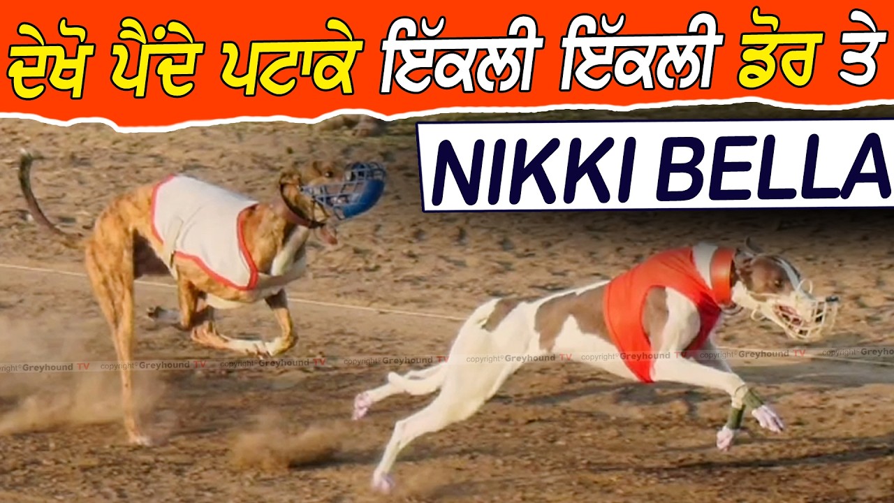🔥⚡ਦੇਖੋ ਪੈਂਦੇ ਪਟਾਕੇ ਇੱਕਲੀ ਇੱਕਲੀ ਡੋਰ ਤੇ 🔥⚡- NIKKI BELLA BEST RACES - TOP RACES - 2026