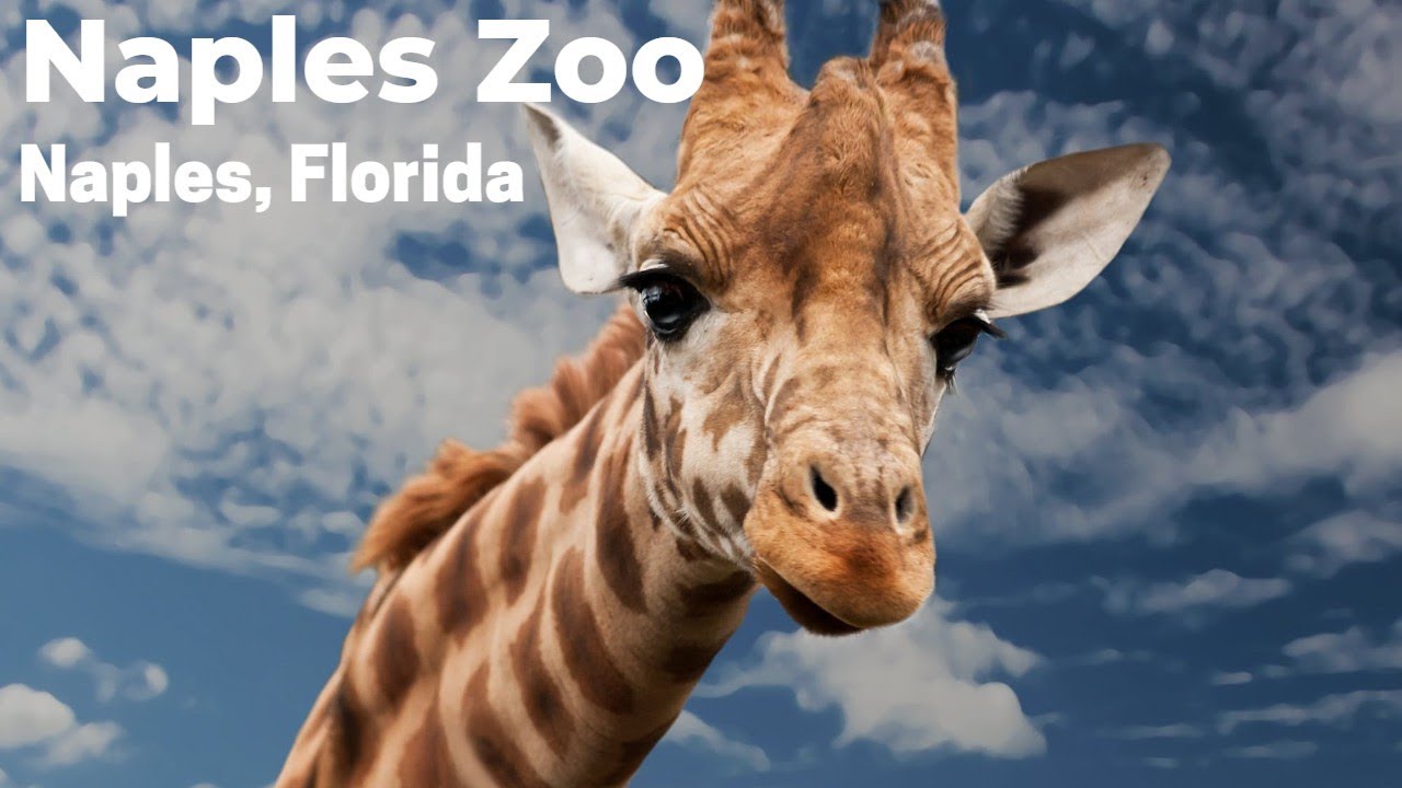 NAPLES ZOO: Where Education Meets Wild Adventure [4K]