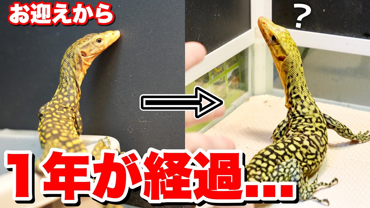 【爬虫類】オオトカゲのベビーお迎えから1年...!!