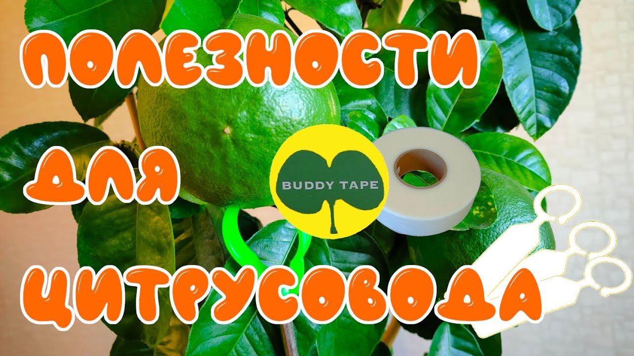 Прививочная лента BUDDY Tape для прививки и окулировки.