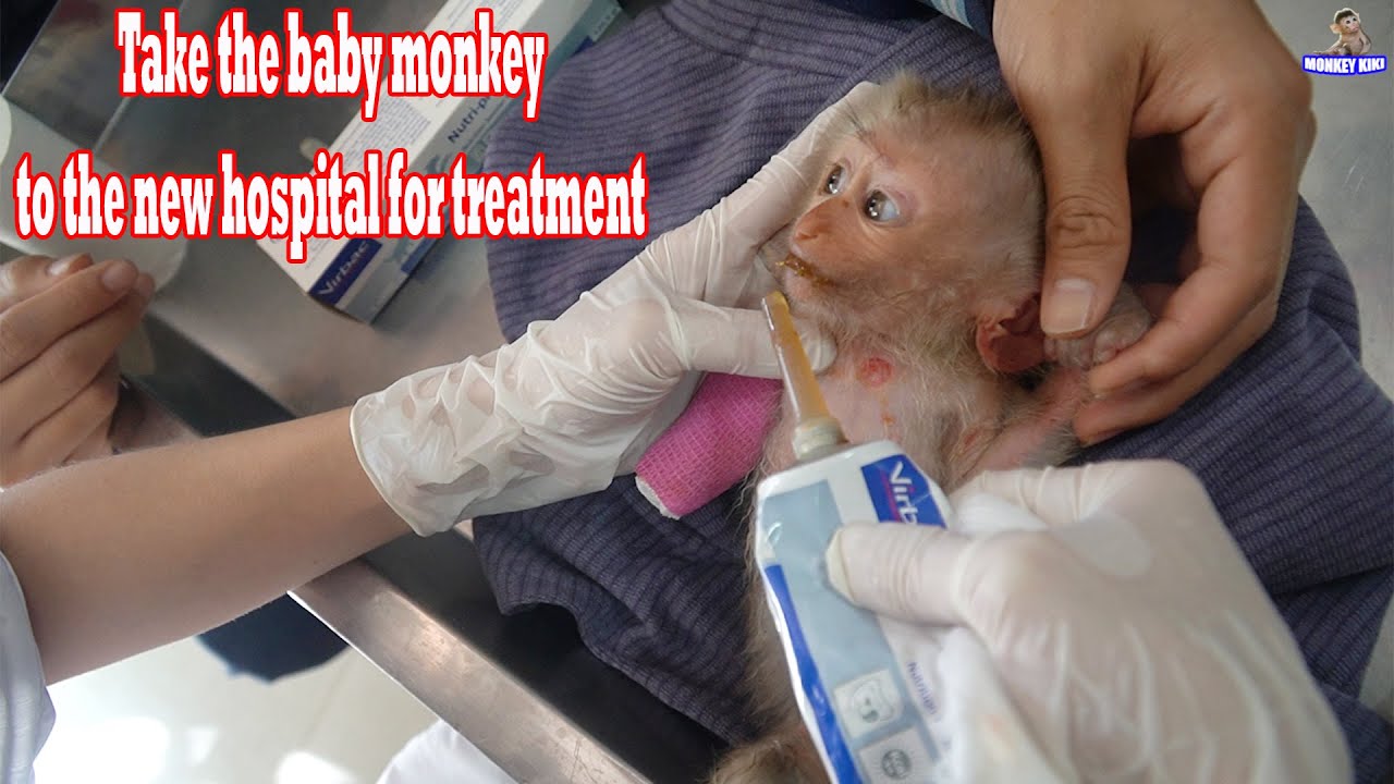 Take the baby monkey to the new hospital for treatment | Monkey KiKi
