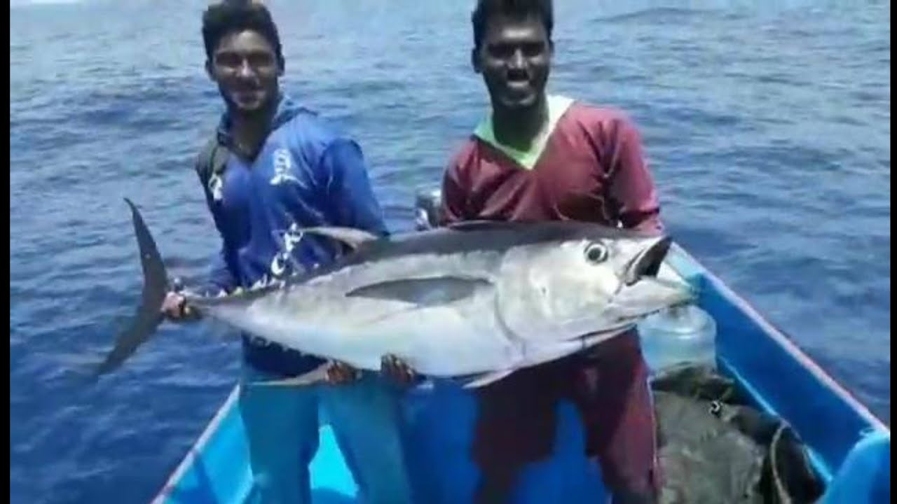 TUNAFISH CATCHING - HANDLINE FISHING || FASTEST TUNA FISH CATCHING METHOD
