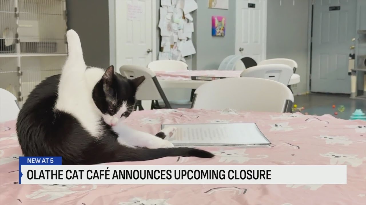 Olathe cat café closing its doors; looking to continue business elsewhere