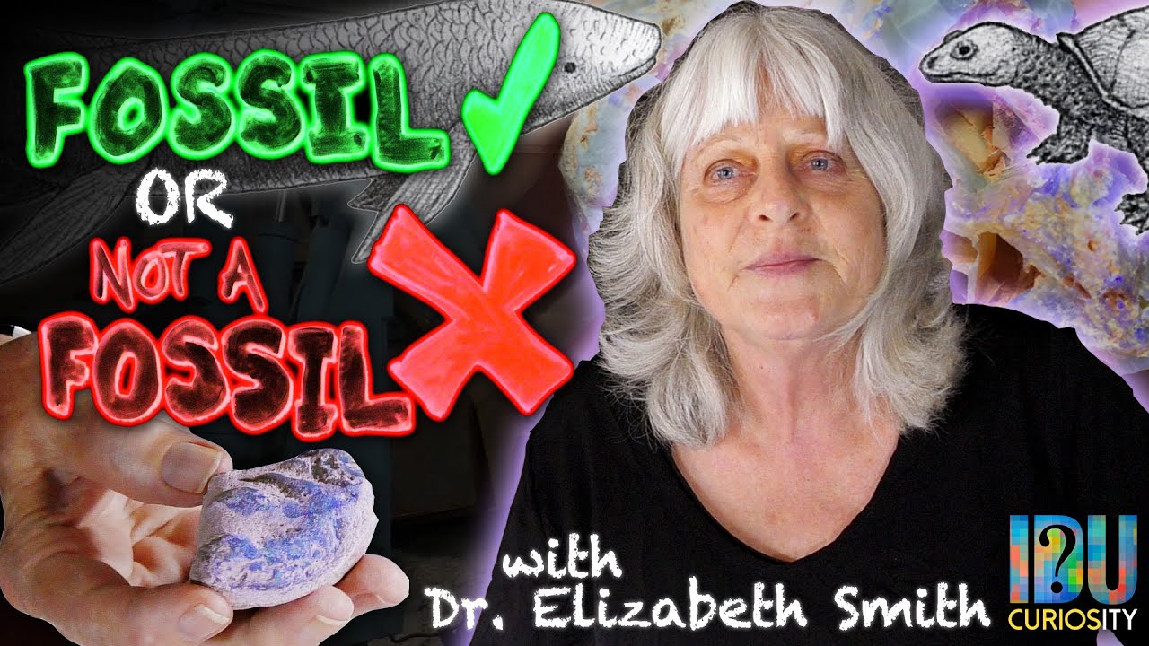 Fossils & False Fossils - Specimen Identification at Lightning Ridge