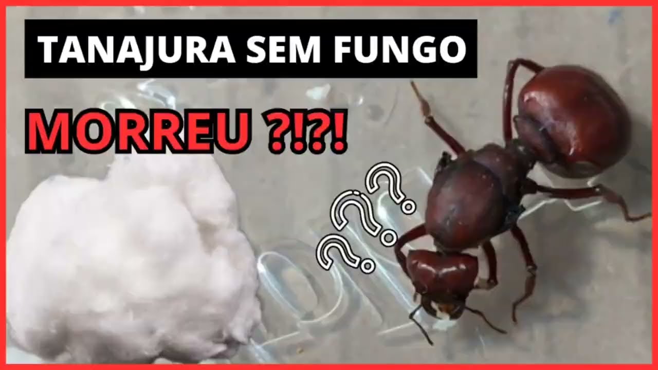 Tentando recuperar a TANAJURA que não EVOLUIU O FUNGO / Formigueiro Caseiro de Saúva