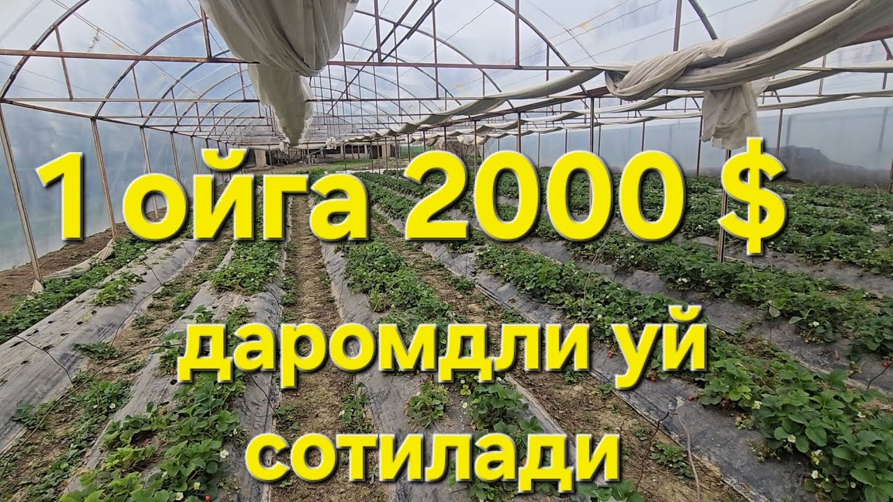 Даромади зор хонадон сотилади 