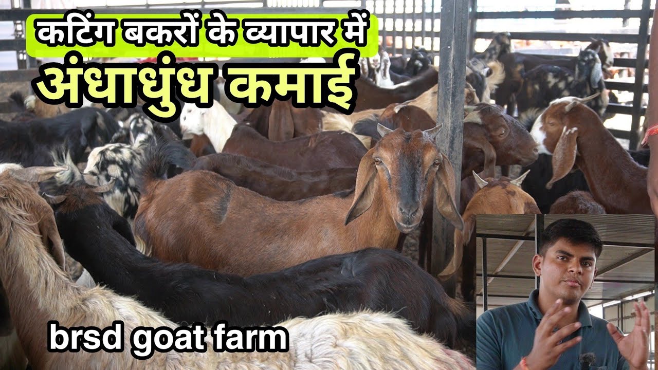 कटिंग बकरों के व्यापार में कितनी है कमाई | cutting goat business | brsd goat farm