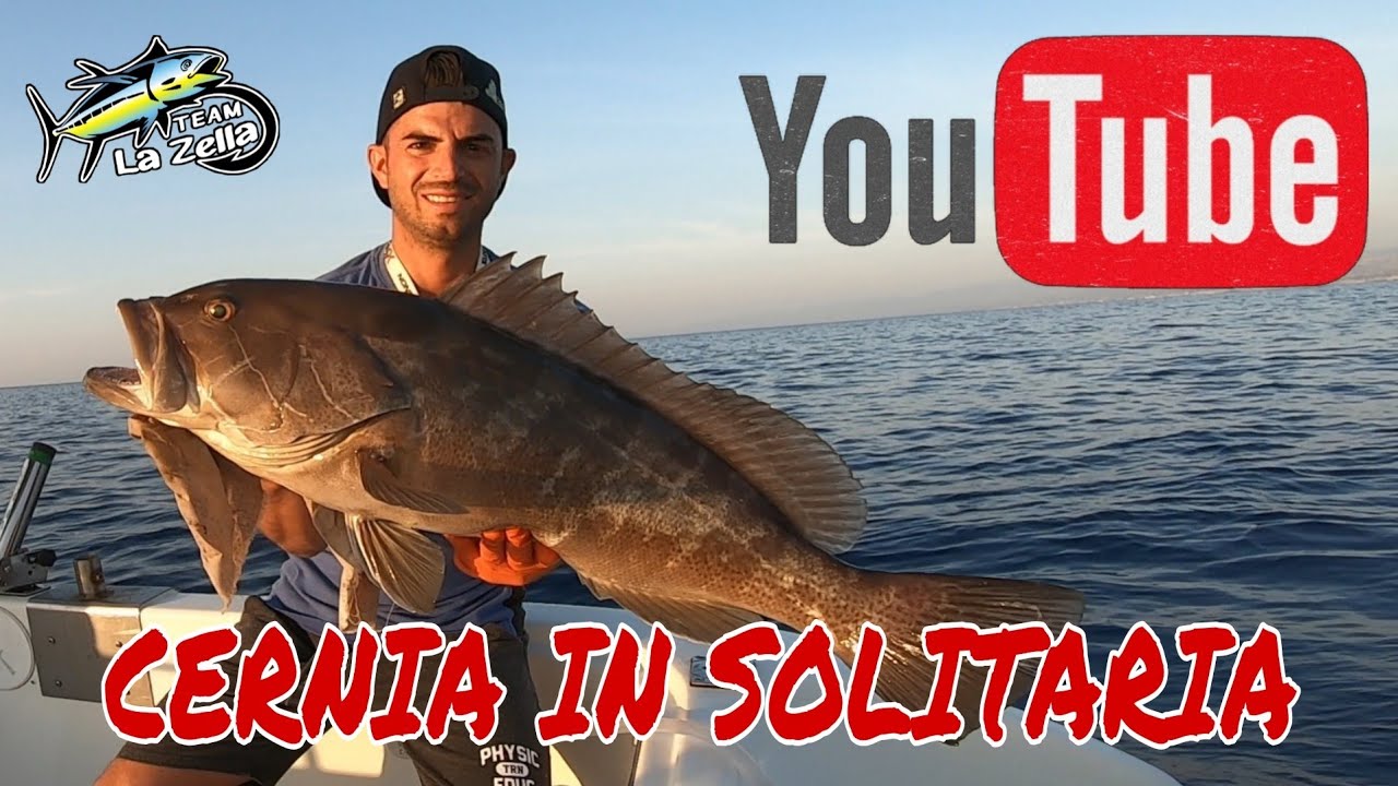 CERNIA IN SOLITARIA - TRAINA COL VIVO