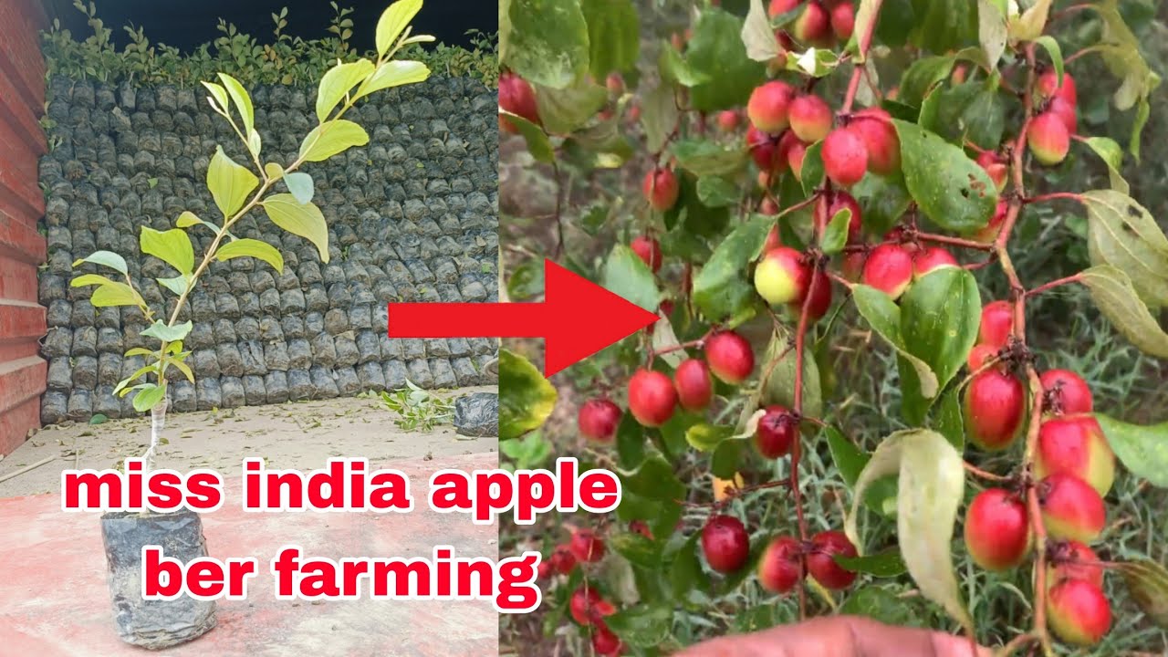 Red Queen apple ber farming । कैसे करे आने प्लांट माई नर्सरी। contact 7478411841
