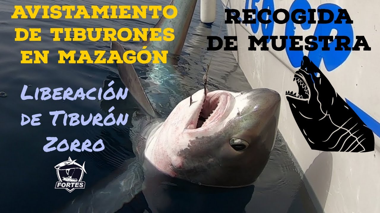 Buscando TIBURONES en Mazagón || Grabamos Marrajo y Raya Pelágica || CapturaSuelta Tiburón Zorro !
