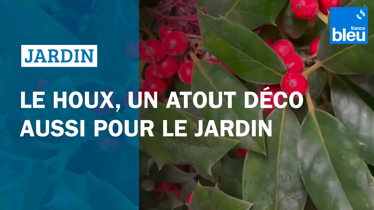 Le houx, un atout déco aussi pour le jardin