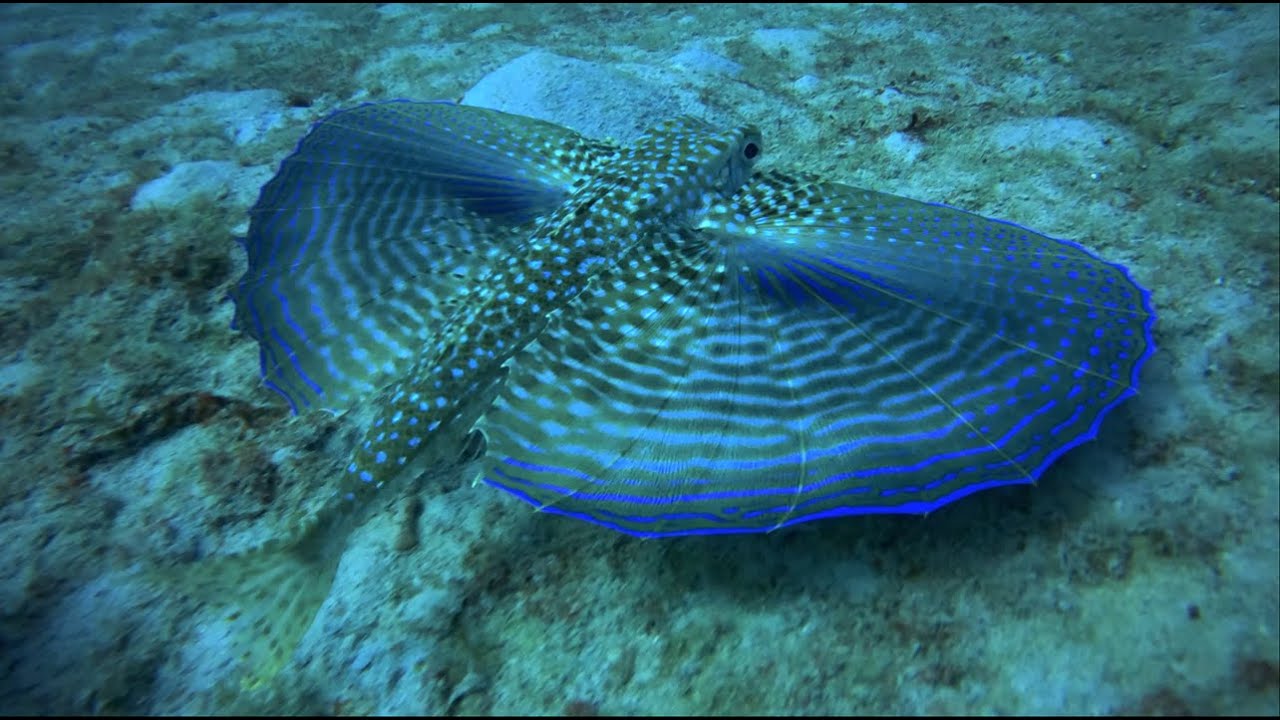 Barbados Scuba Diving