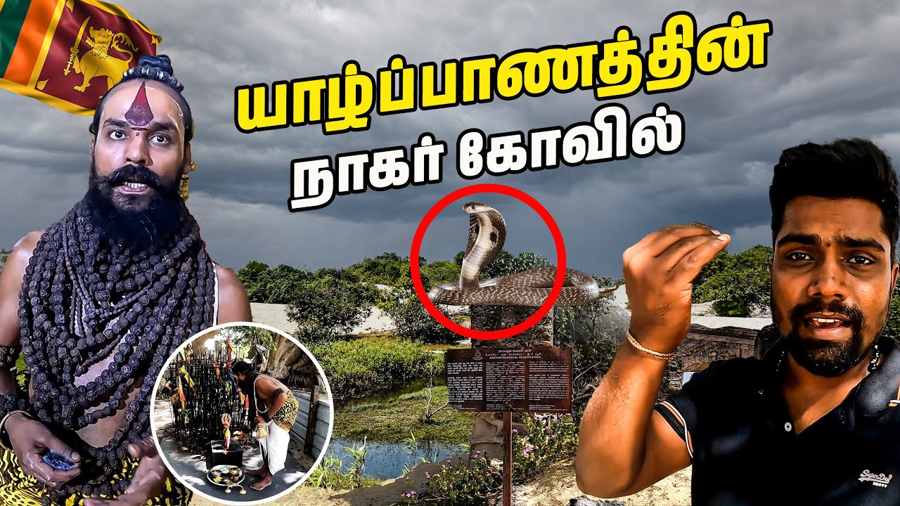 இலங்கையில் நாகர்களை பாதுகாத்த பாம்பு 🥺| Jaffna nagar covil  | point pedro | sltamilvlogs